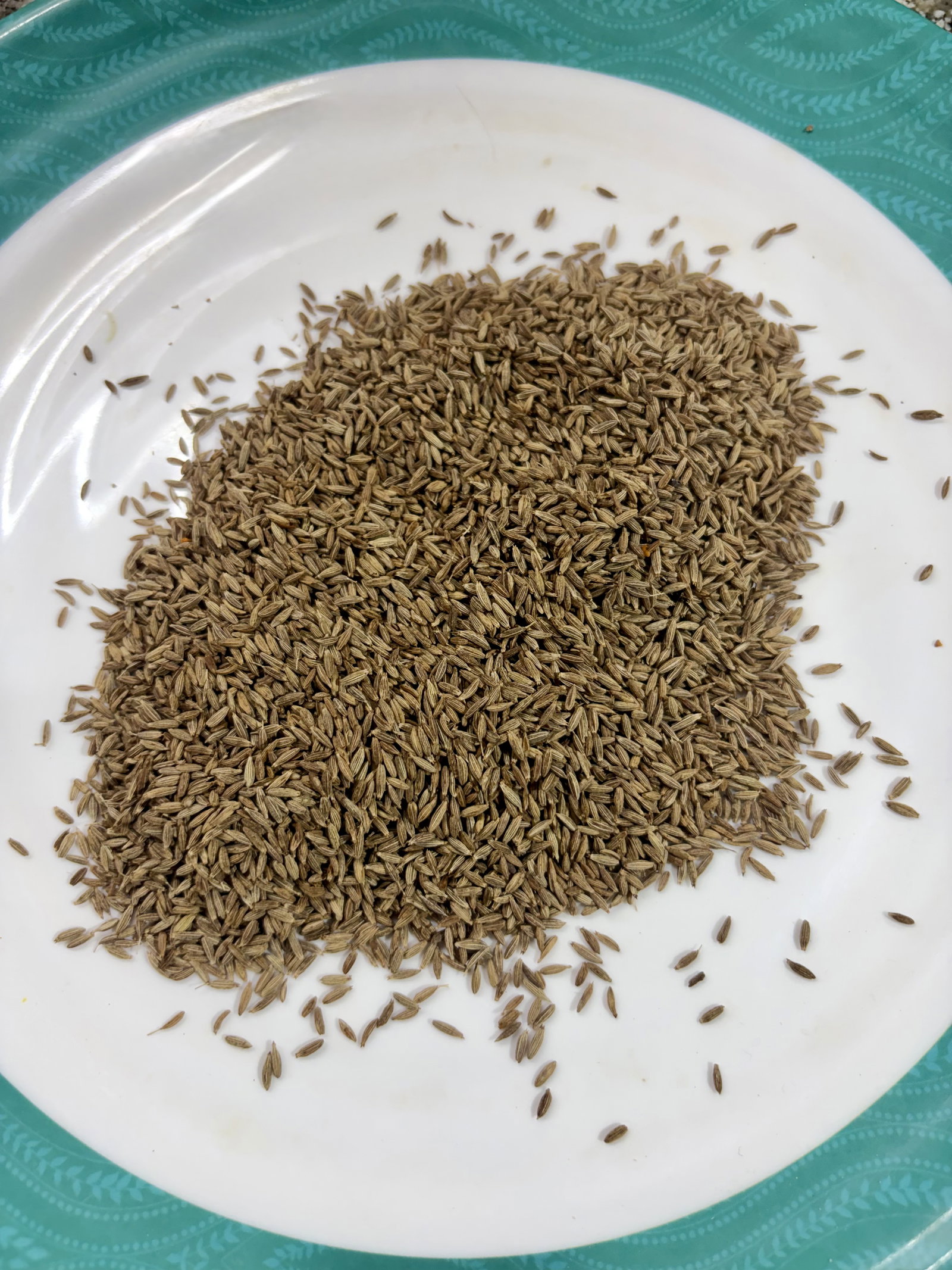 Step 1.1: **Cool & Grind: **Transfer the roasted cumin seeds to a plate and let them cool completely before grinding